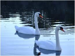 swan2