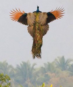 Unknown-1