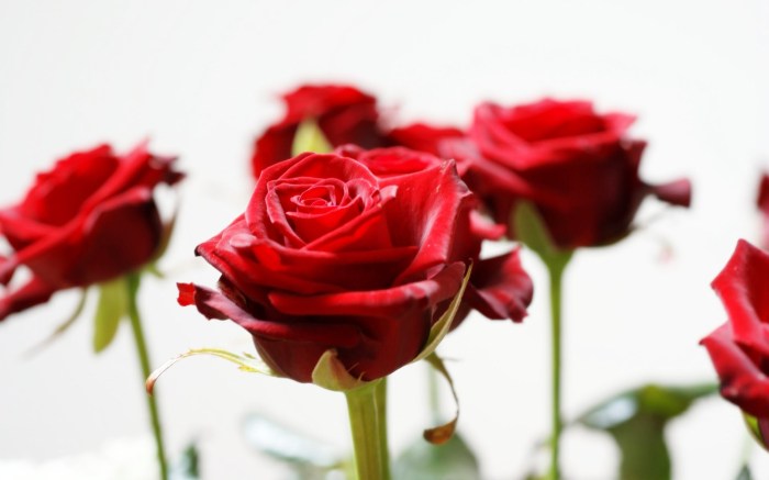 Stop and smell the roses