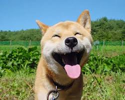 lauging dog