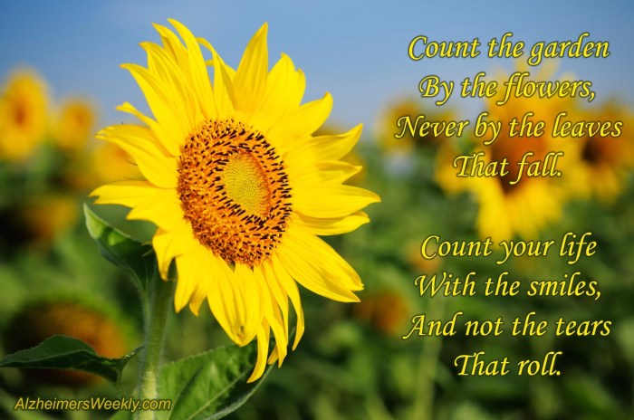 Sunflower2