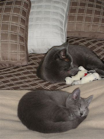 Star & Boris