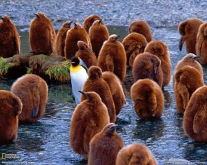 penguin-stands-alone-300x240