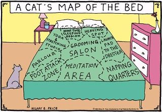 cats-map-of-the-bed