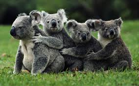 Koalas for Emilia