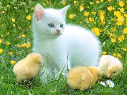 chickens