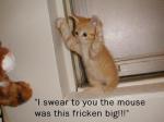 cat mouse